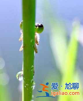 opporeno6pro支持顯微鏡嗎？