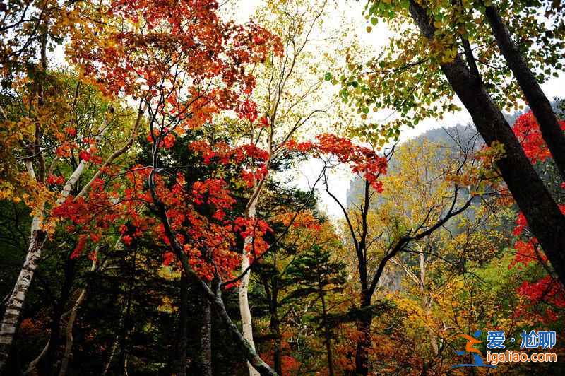 2018北海道紅葉觀賞景點及時間,北海道最美秋季美景? 2018北海道紅葉觀賞景點及時間,北海道最美秋季美景?