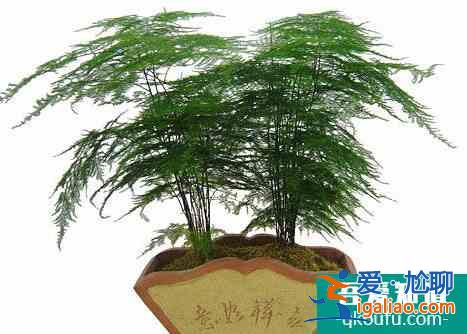 文竹怎么養(yǎng)？文竹的養(yǎng)殖妙招？