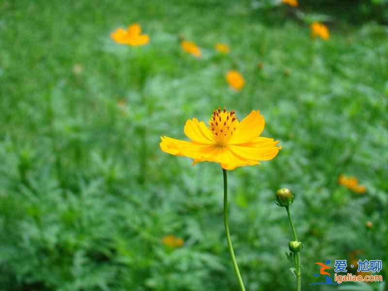 北京植物園40萬株菊花盛放,花期一直持續(xù)到9月底? 北京植物園40萬株菊花盛放,花期一直持續(xù)到9月底?
