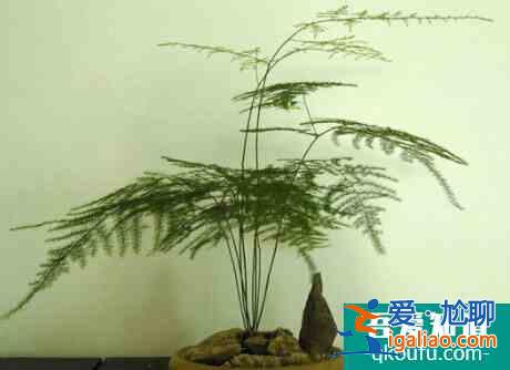 文竹怎么養(yǎng)？文竹的養(yǎng)殖妙招？