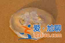 涼拌海蜇？