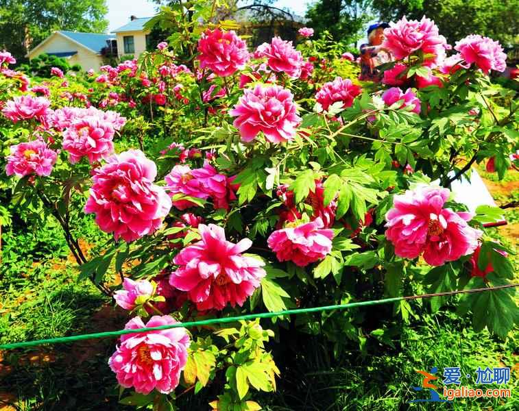 2017彭州牡丹花開時間、2017彭州牡丹花會時間？