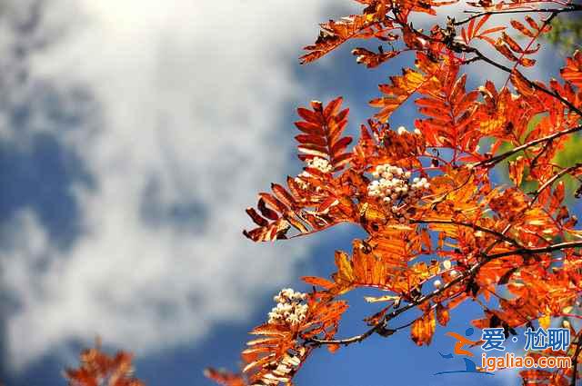 【米亞羅紅葉】2017四川米亞羅紅葉門票、最佳攝影時(shí)間、交通指南？