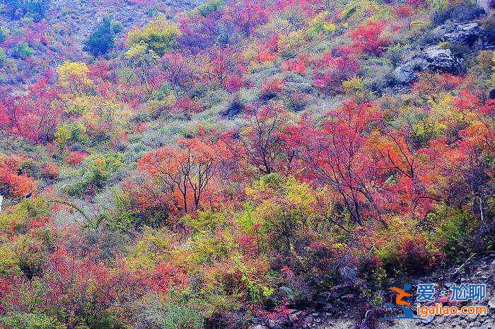 【米亞羅紅葉】2017四川米亞羅紅葉門票、最佳攝影時(shí)間、交通指南？