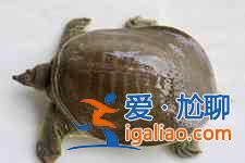 甲魚的做法大全？