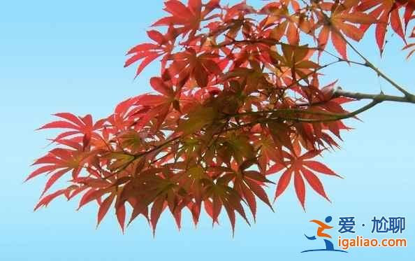 【北京看紅葉的地方】2018北京看紅葉去哪里，北京看紅葉地方推薦？