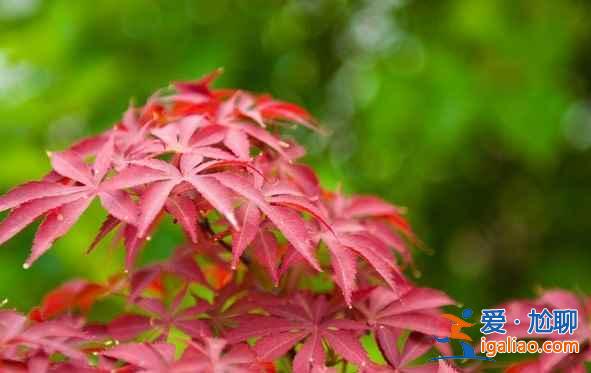 【北京看紅葉的地方】2018北京看紅葉去哪里，北京看紅葉地方推薦？
