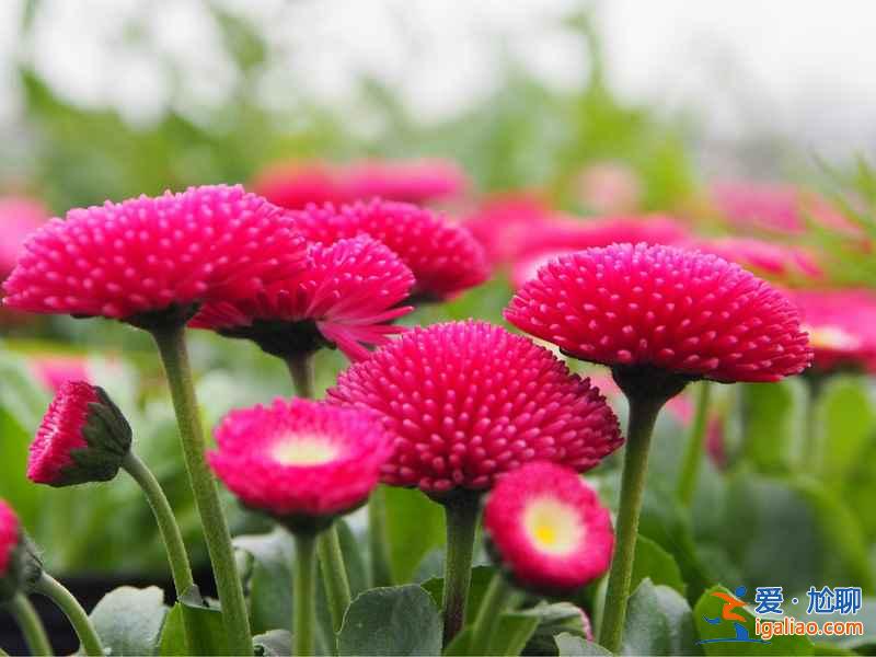 成都周邊自駕游好去處，成都周邊自駕游推薦，成都周邊自駕游攻略？