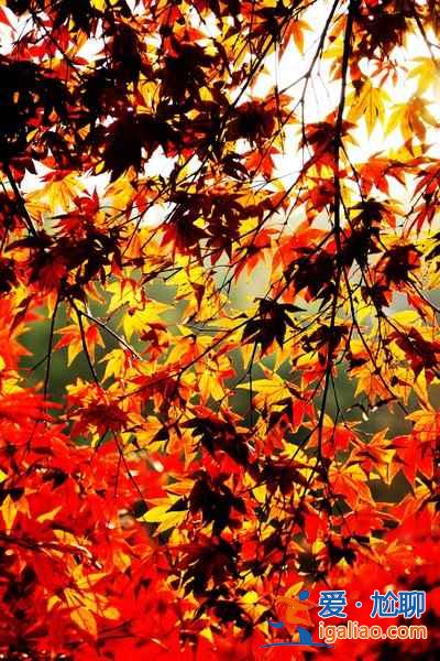 2018岳麓山紅葉觀賞時間,岳麓山紅葉幾月開? 2018岳麓山紅葉觀賞時間,岳麓山紅葉幾月開?