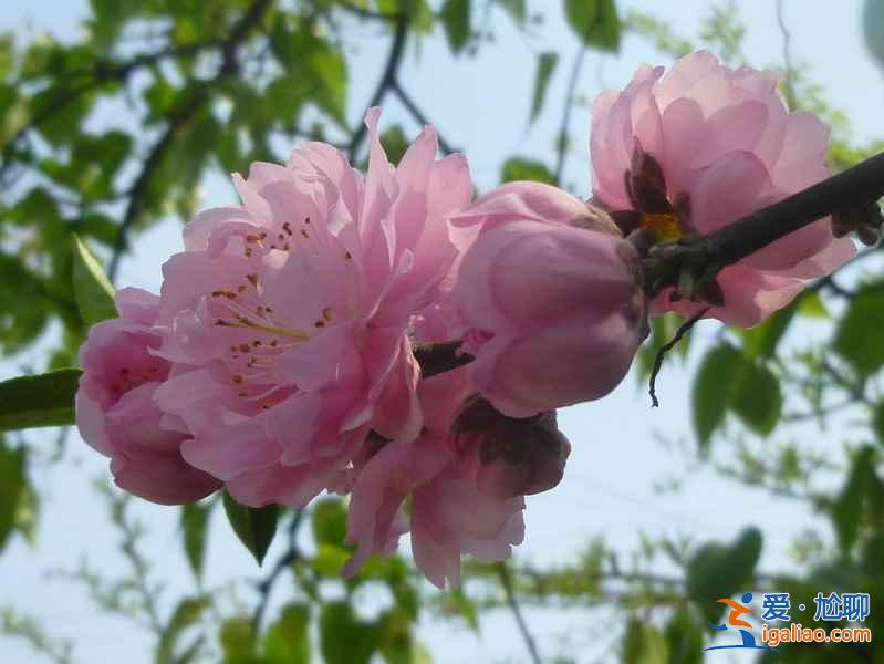 成都周邊自駕游好去處，成都周邊自駕游推薦，成都周邊自駕游攻略？