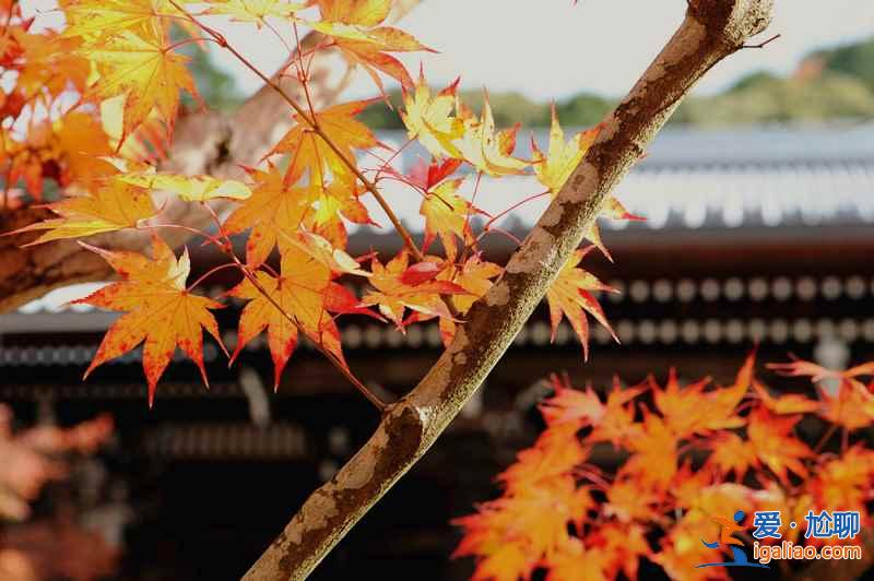 2018日本紅葉時間,日本紅葉前線時間? 2018日本紅葉時間,日本紅葉前線時間?