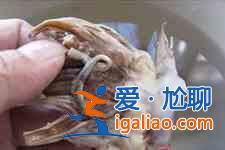 墨魚仔的做法？