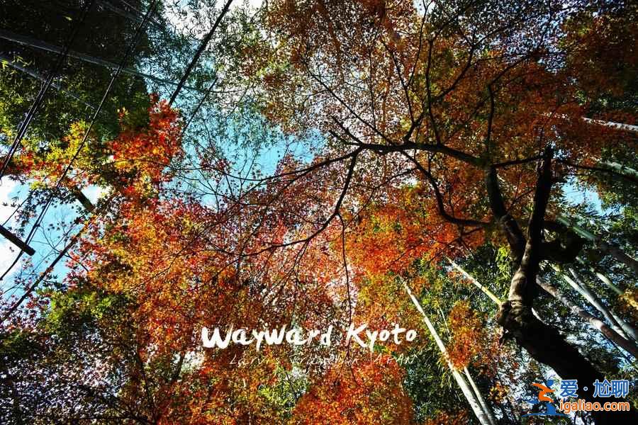 【京都紅葉】2018京都紅葉什么時候紅，京都紅葉時間及觀賞地？
