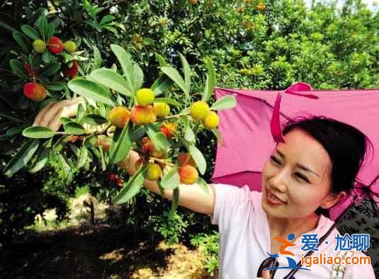 2017北京櫻桃采摘去哪好，北京櫻桃采摘好去處？