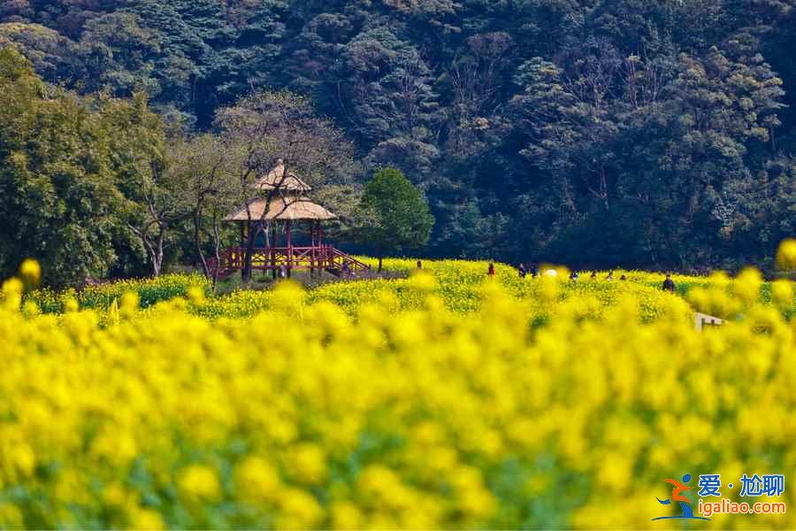 廣州春天去哪里玩，廣州周邊踏青好去處？