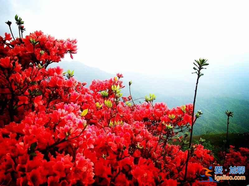 廣州春天去哪里玩，廣州周邊踏青好去處？