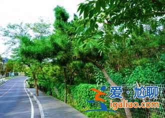 大連櫻桃節(jié)去哪采摘，大連櫻桃節(jié)采摘園推薦？