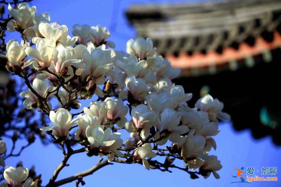 北京春天去哪里賞花？2018北京春季賞花全攻略？