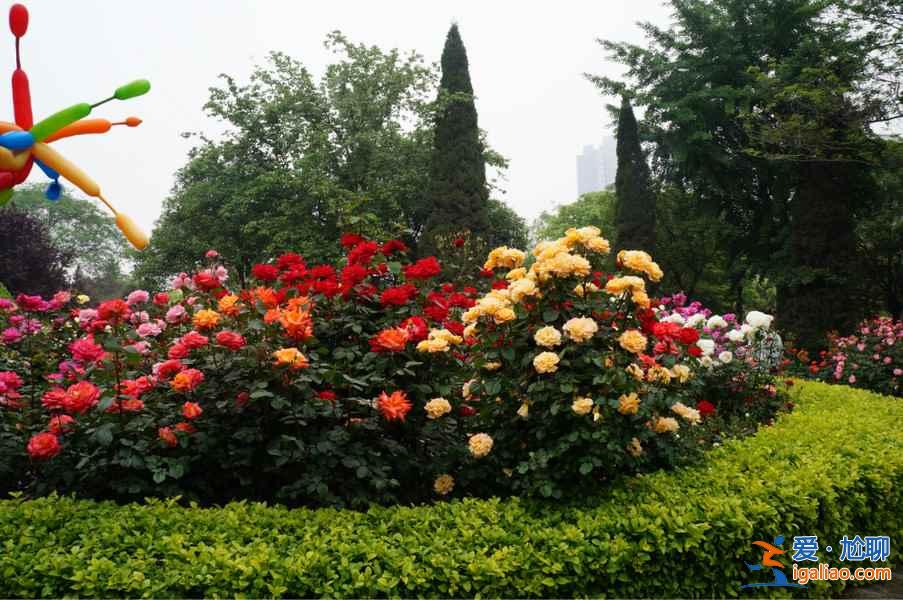 北京春天去哪里賞花？2018北京春季賞花全攻略？