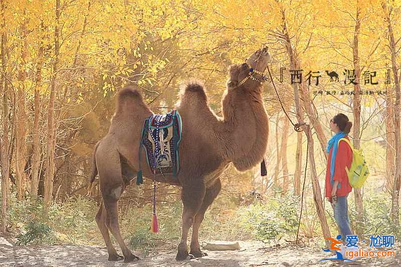 【胡楊林在什么地方】國內(nèi)四大胡楊林景區(qū)？