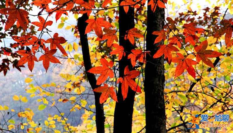 光霧山紅葉什么時(shí)候紅，2018光霧山紅葉紅了嗎？