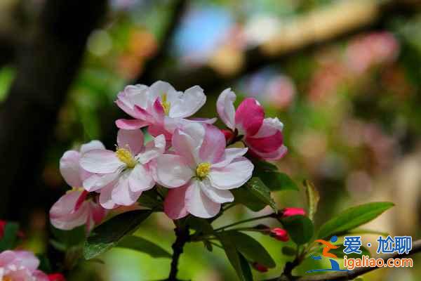 北京4月賞花地兒，北京四月賞花好去處？