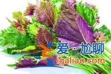 紫蘇葉的吃法？