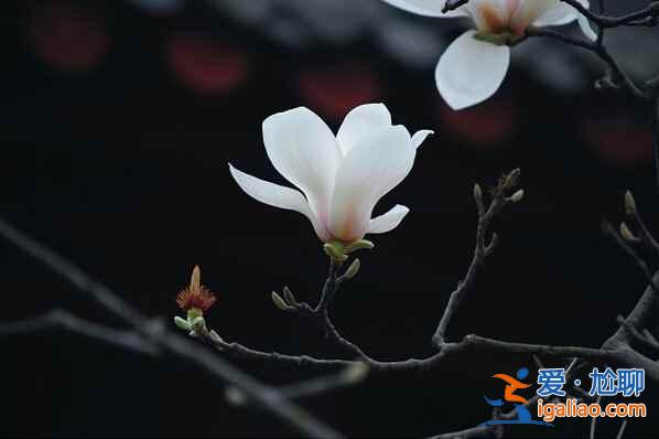 北京4月賞花地兒，北京四月賞花好去處？