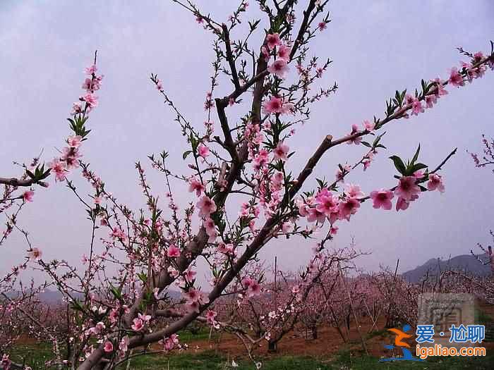 北京4月賞花地兒，北京四月賞花好去處？