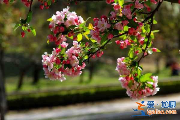 北京4月賞花地兒，北京四月賞花好去處？