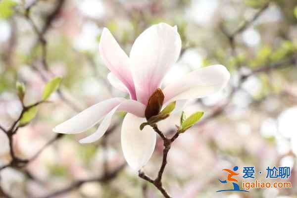 北京4月賞花地兒，北京四月賞花好去處？