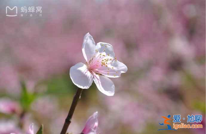 北京春天賞花去哪里，北京5大賞花圣地？