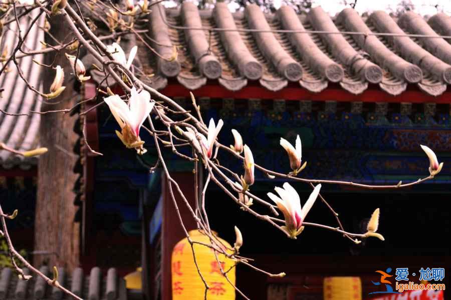 北京春天賞花去哪里，北京5大賞花圣地？