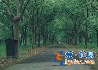 上海到崇明島公交車怎么去，上海到崇明島怎么去？