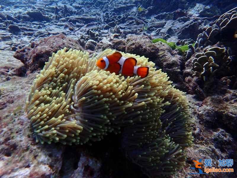 【普吉、蘇梅和甲米哪個(gè)好】泰國普吉島、蘇梅島、甲米哪個(gè)島最好玩？