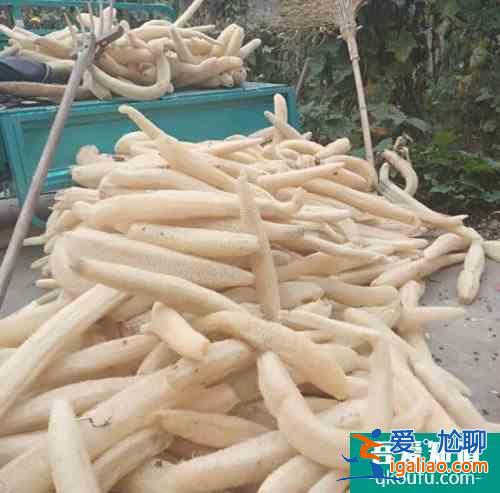絲瓜水的功效作用 絲瓜藤水怎么用？