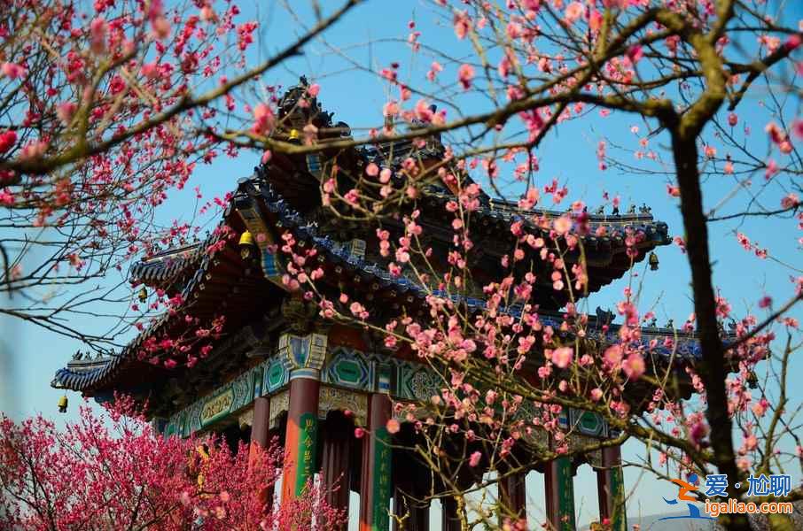 【南京梅花節(jié)】2019南京國際梅花節(jié)攻略，2019南京國際梅花節(jié)活動詳情？