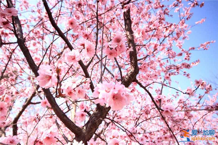 【南京梅花節(jié)】2019南京國際梅花節(jié)攻略，2019南京國際梅花節(jié)活動詳情？