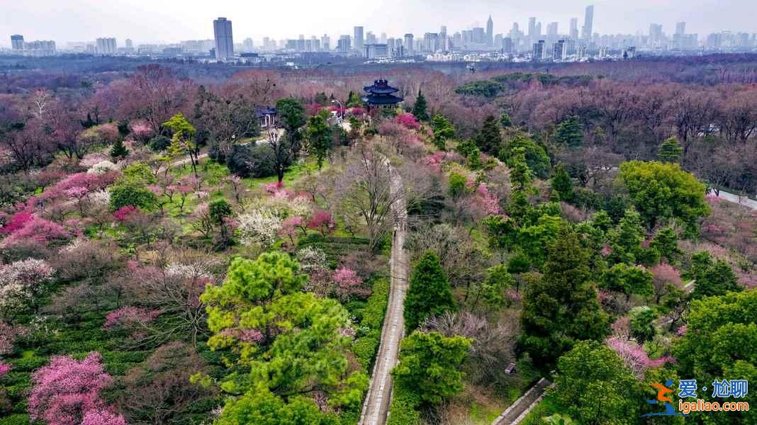 【南京梅花節(jié)】2019南京國際梅花節(jié)攻略，2019南京國際梅花節(jié)活動詳情？
