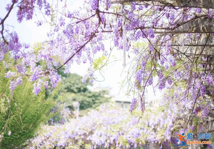 峨眉山有哪些網(wǎng)紅景點(diǎn)，峨眉山網(wǎng)紅景點(diǎn)好玩嗎，峨眉山網(wǎng)紅景點(diǎn)推薦？