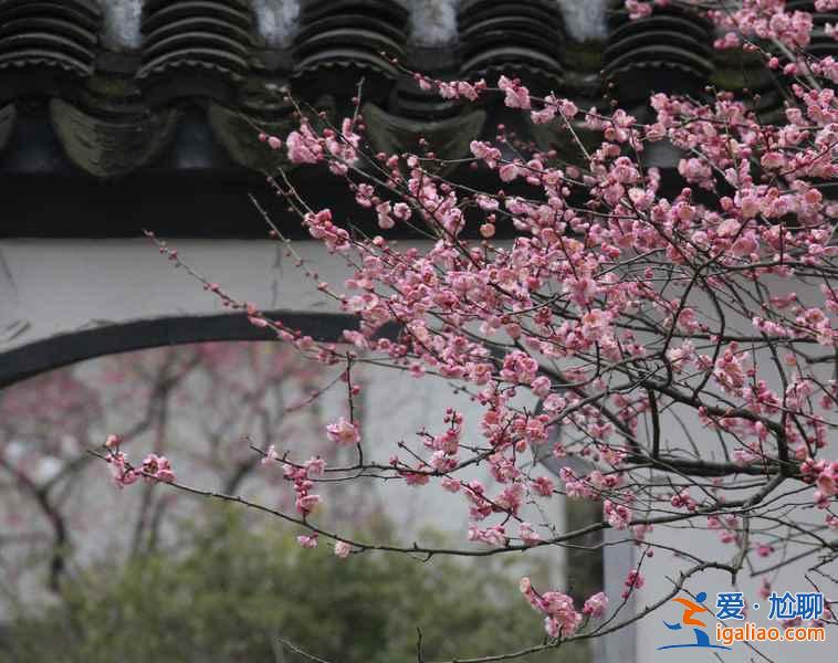 【南京梅花節(jié)】2019南京國際梅花節(jié)攻略，2019南京國際梅花節(jié)活動詳情？