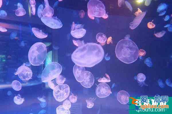 2022成都海昌極地海洋公園元旦優(yōu)惠門(mén)票價(jià)格 附元旦活動(dòng)？