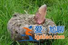 魔芋的做法？