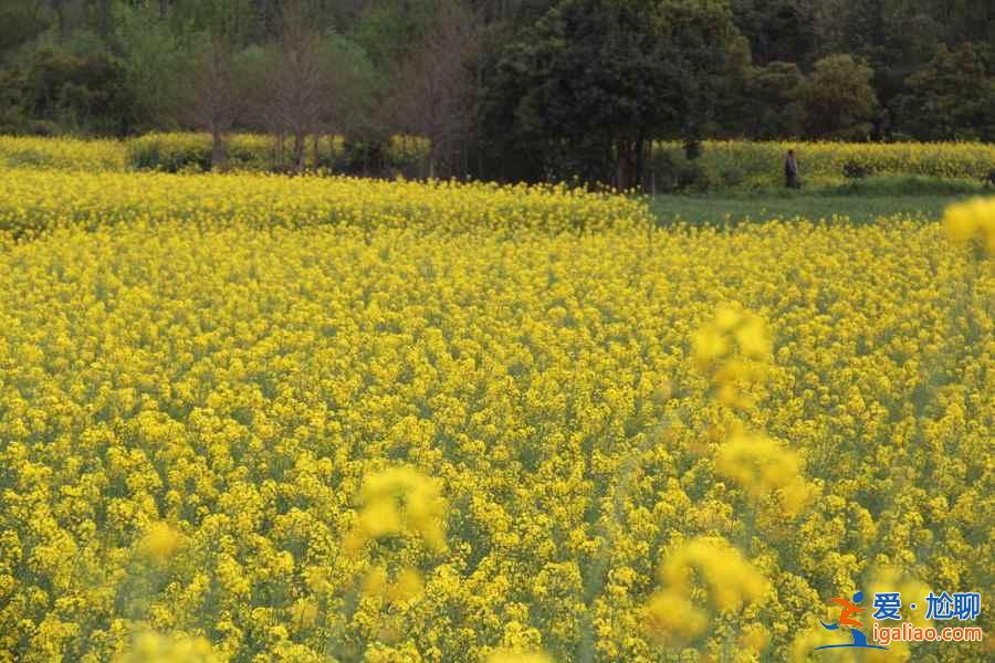 三月出游賞花去哪里，3月國(guó)內(nèi)這些地方的花最美？
