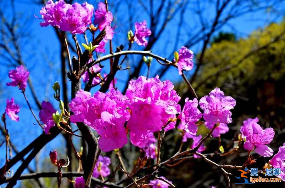 桂林賞花好去處，桂林有哪些賞花的地方，桂林賞花攻略？