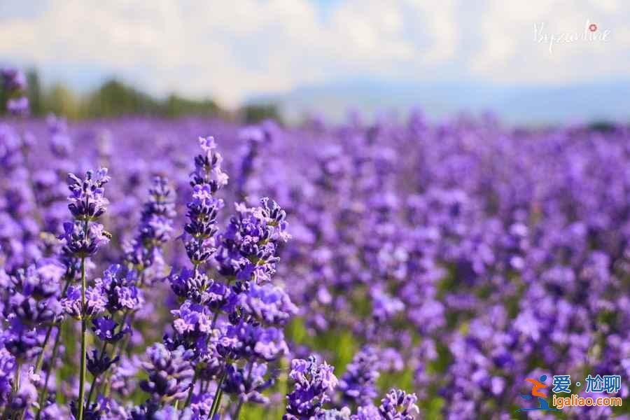 桂林賞花好去處，桂林有哪些賞花的地方，桂林賞花攻略？