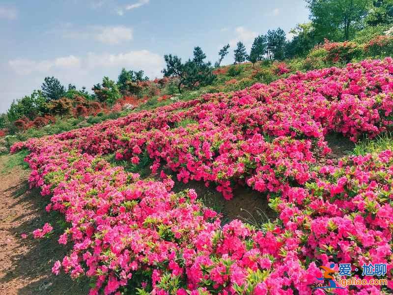 桂林賞花好去處，桂林有哪些賞花的地方，桂林賞花攻略？