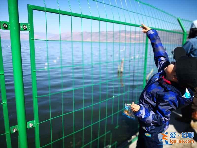 大理洱海在哪看海鷗，大理洱?？春ｚt最佳位置，幾月份去大理洱海能看到海鷗？