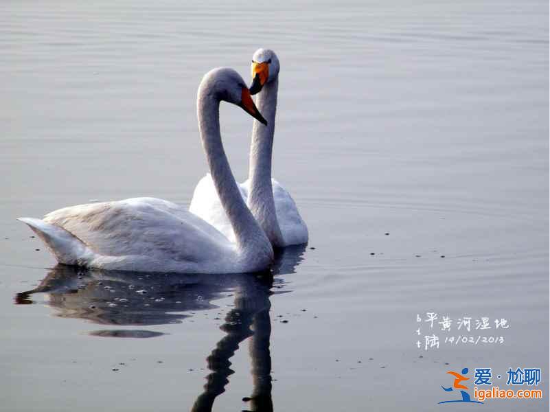 冬季不孤單：一起去三門峽看白天鵝？